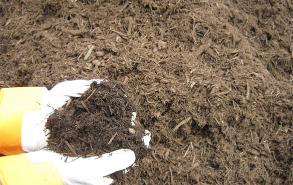 槲树皮 槲树皮的功效与作用,有什么副作用?