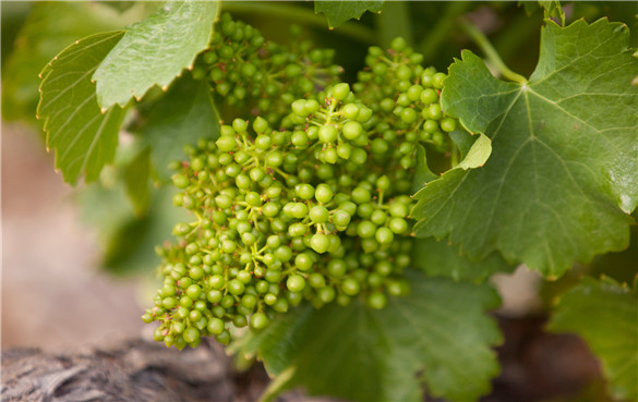 葡萄籽 葡萄籽的10个功效与作用,葡萄籽提取物有副作用吗?