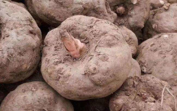 魔芋 魔芋的功效与作用禁忌