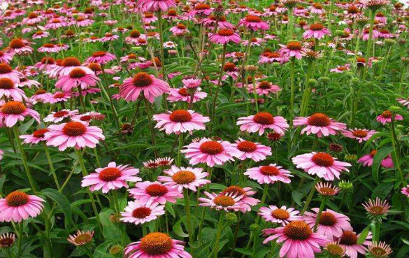 紫锥菊 紫锥菊茶的7个健康功效