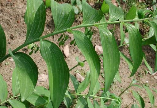 番泻叶 番泻叶茶的功效与作用,可以每天喝吗?