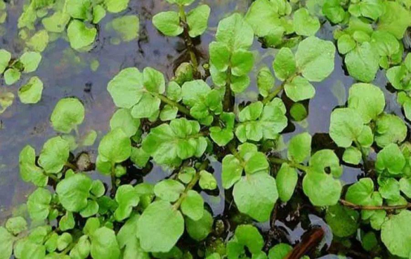 豆瓣菜 莱菔硫烷有什么功效和副作用?食物来源有哪些