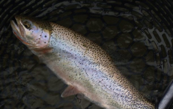 Omega-3脂肪酸的最佳来源有哪些?