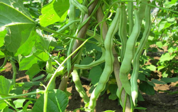 Omega-3脂肪酸的最佳来源有哪些?