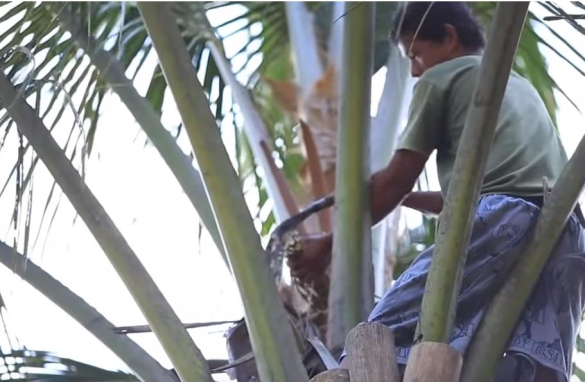 椰子糖的做法和营养价值,比普通食糖要健康吗?