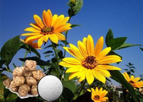 菊粉的8个功效与作用_吃菊粉有什么副作用？