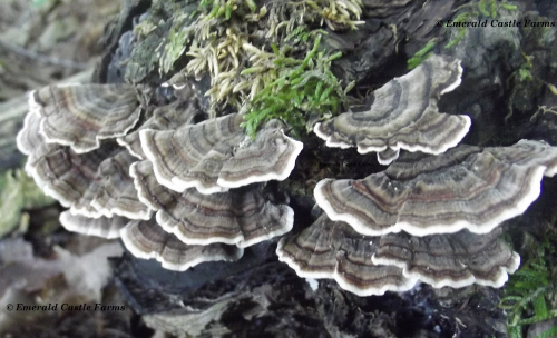 火鸡尾蘑菇能吃吗?云芝的12个惊人功效与作用