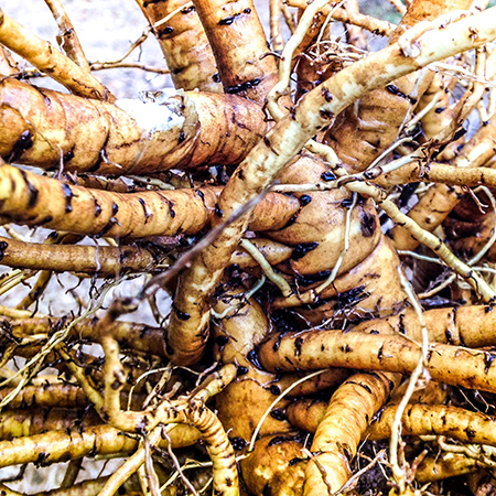 药蜀葵的根 棉花糖是药蜀葵做的吗?