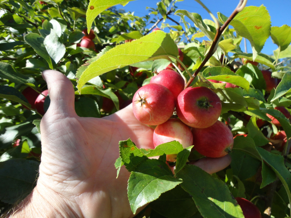 海棠果 海棠果能吃吗?果核的氰化物有毒吗?