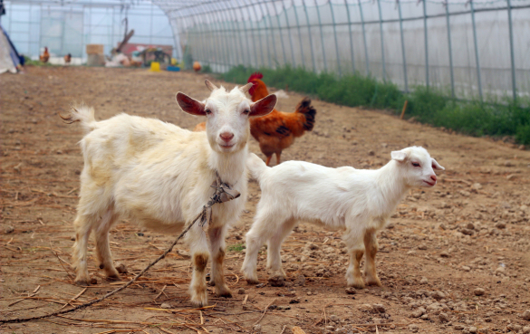 羊奶 羊奶的营养价值和9个健康功效与作用