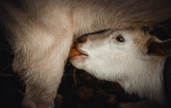 羊奶 羊奶的营养价值和9个健康功效与作用