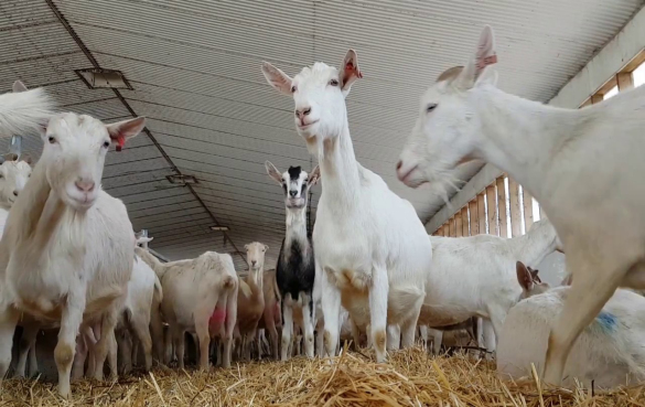 羊奶 羊奶的营养价值和9个健康功效与作用