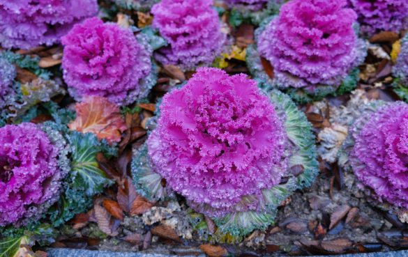 紫色甘蓝 紫色食品有哪些?紫色果蔬的营养价值和功效
