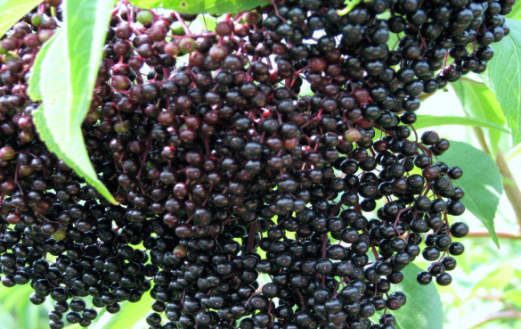 接骨木果 紫色食品有哪些?紫色果蔬的营养价值和功效