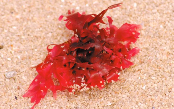 卡拉胶 卡拉胶是什么做的?鹿角菜胶的功效作用与危害