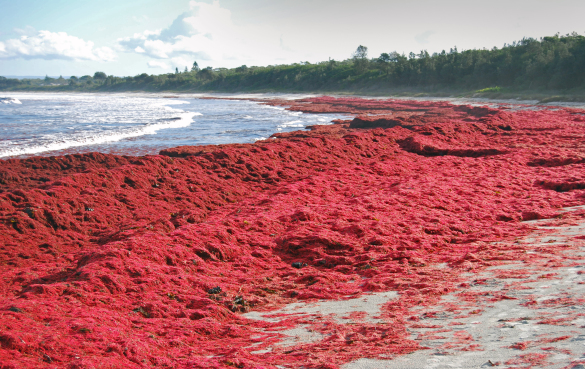 卡拉胶 卡拉胶是什么做的?鹿角菜胶的功效作用与危害