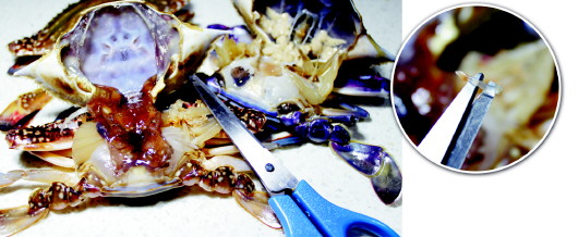 梭子蟹里有"寄生虫"茗荷? 对人体无害