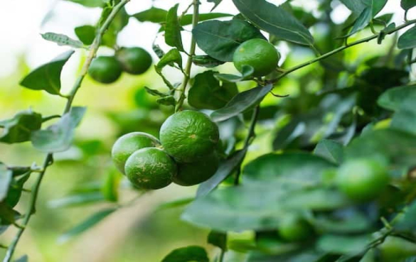 酸橙 酸橙对健康的21个功效与作用