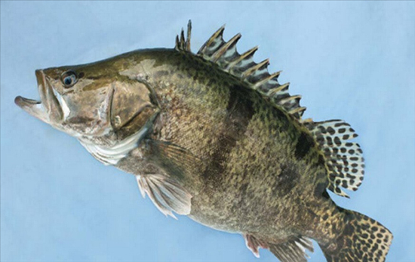 鳜鱼的营养价值和功效_桂鱼菜心的做法_烹饪食材